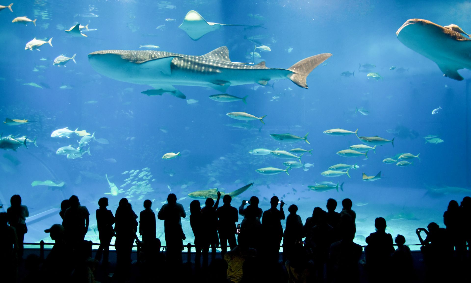 SEA LIFE London Aquarium